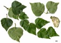 SpeciesSub: subsp. mandshurica